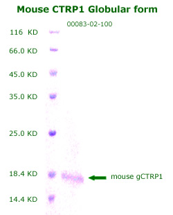 mouse CTRP1 globular form recombinant