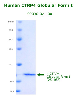 human CTRP4 recombinant
