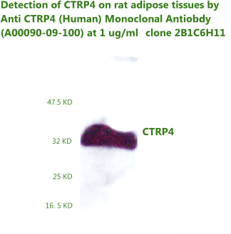 anti CTRP4 (Human) Monoclonal Antibody validated by western blot