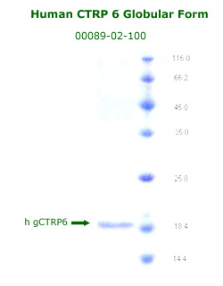 human CTRP6 globular form recombinant