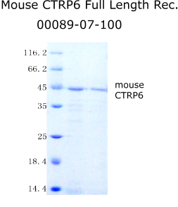 mouse ctrp6 full length recombinant