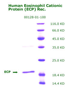 human ECP recombinant 00128-01-100