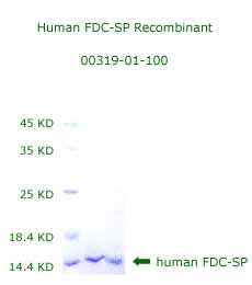 human FDc SP recombinant