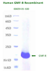 human GMF-B recombinant