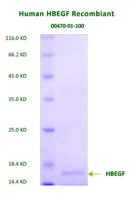 human HBEGF recombinant is available in www.adipobioscience.com