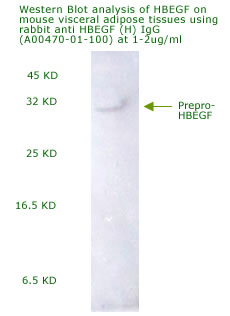 anti human HBEGF antibody for western blot analysis