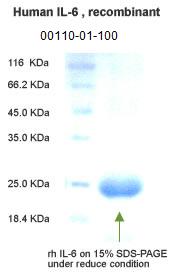 human IL-6 recombinant 00110-01-100 is available in stock