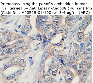 anti human lipasin antibody A00528-01-100 from aviscera bioscience for immunostaining