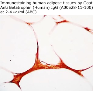 goat anti betatrophin (human) IgG A00528-11-100 from aviscera biosceience for immunostaining