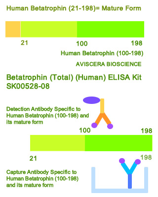 human betatrophin total elisa kit from aviscera bioscience