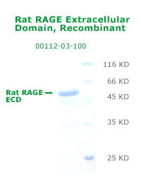 rat sRAGE recombinant