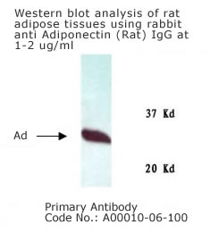 anti rat adiponectin IgG for western blot analysis