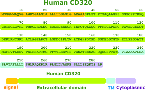 HUMAN CD 320