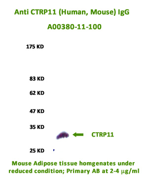 anti ctrp11 antibody was validated on western blot