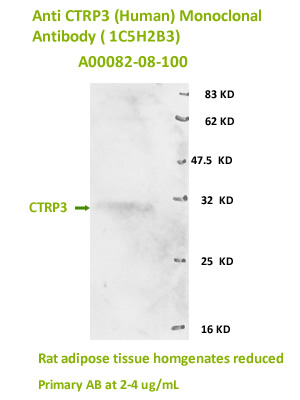 new anti human CTRP3 monoclonal antibody was validated by western blot