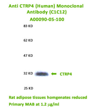 anti human ctrp4 monoclonal antibody was validated by western blot on rat adipose tissues