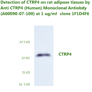 anti CTRP4 monoclonal antibody validated by western blot