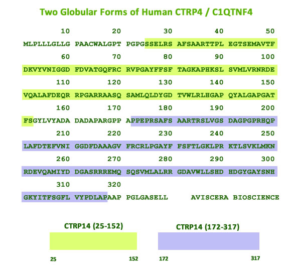 Human CTRP4 globular form from aviscera bioscience