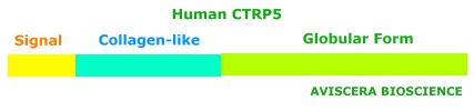 human ctrp5