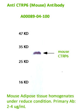 anti mouse ctrp6 antibody for western blot