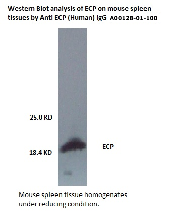 ECP western blot analysis using aviscera bioscience anti human ecp antibody