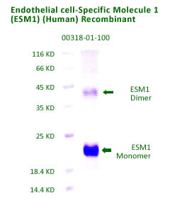 human ESM1 recombinant is available in adipobioscience