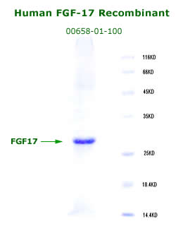 human FGF17 recombinant