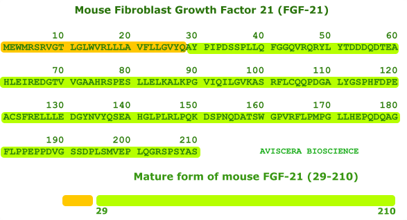 mouse fgf 21
