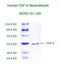 human FGF6 recombinant