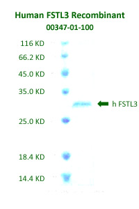 human FSTL3 recombinant