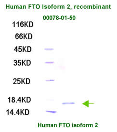 FTO recombinant