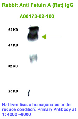 anti rat fetuin a antibody for western blot