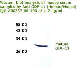 western blot analysis of mouse serum samples by rabbit anti human mouse GDF-11 antibody from aviscera bioecience