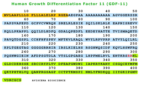 human GDF11 is a growth factor