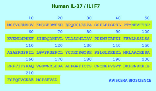 human IL_37