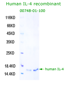 human IL-4 recombinant