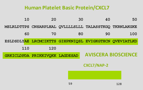 human cxcl7 sequence