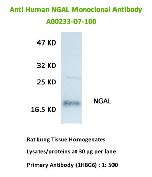 anti human ngal Monoclonal antibody A00233-07-100 for WB