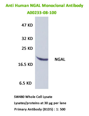 A00233-08-100 anti human NGAL MAB for ELISA and WB