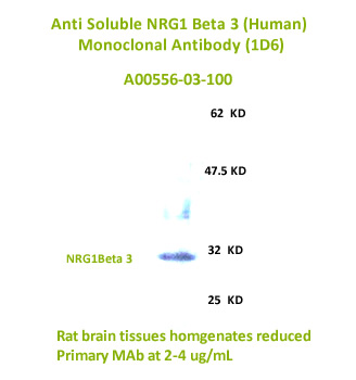 new anti human soluble NRG1Beta 3 Monoclonal antibody