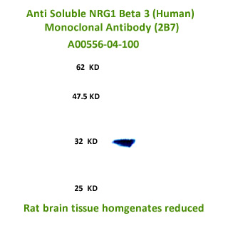 new anti human soluble nrg1 beta 3 monoclonal antibody