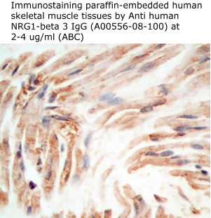 anti human soluble NRG1Beta 3 IgG