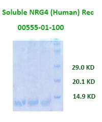 human sNRG4 recombinant from aviscera