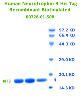 biotinylated human NT-3 Rec