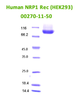 human soluble NRP1 Recombinant