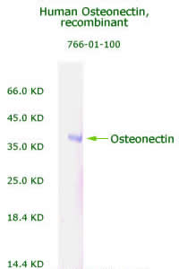 human osteonectin/sparc recombinant