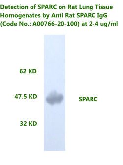 anti rat SPARC antibody