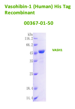 human vasohibin-1 rec