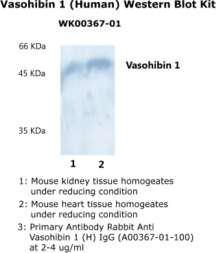vasohibin 1 western blot kit from adipo bioscience