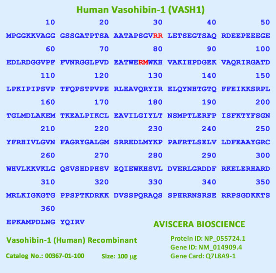 human vasohibin-1 sequence